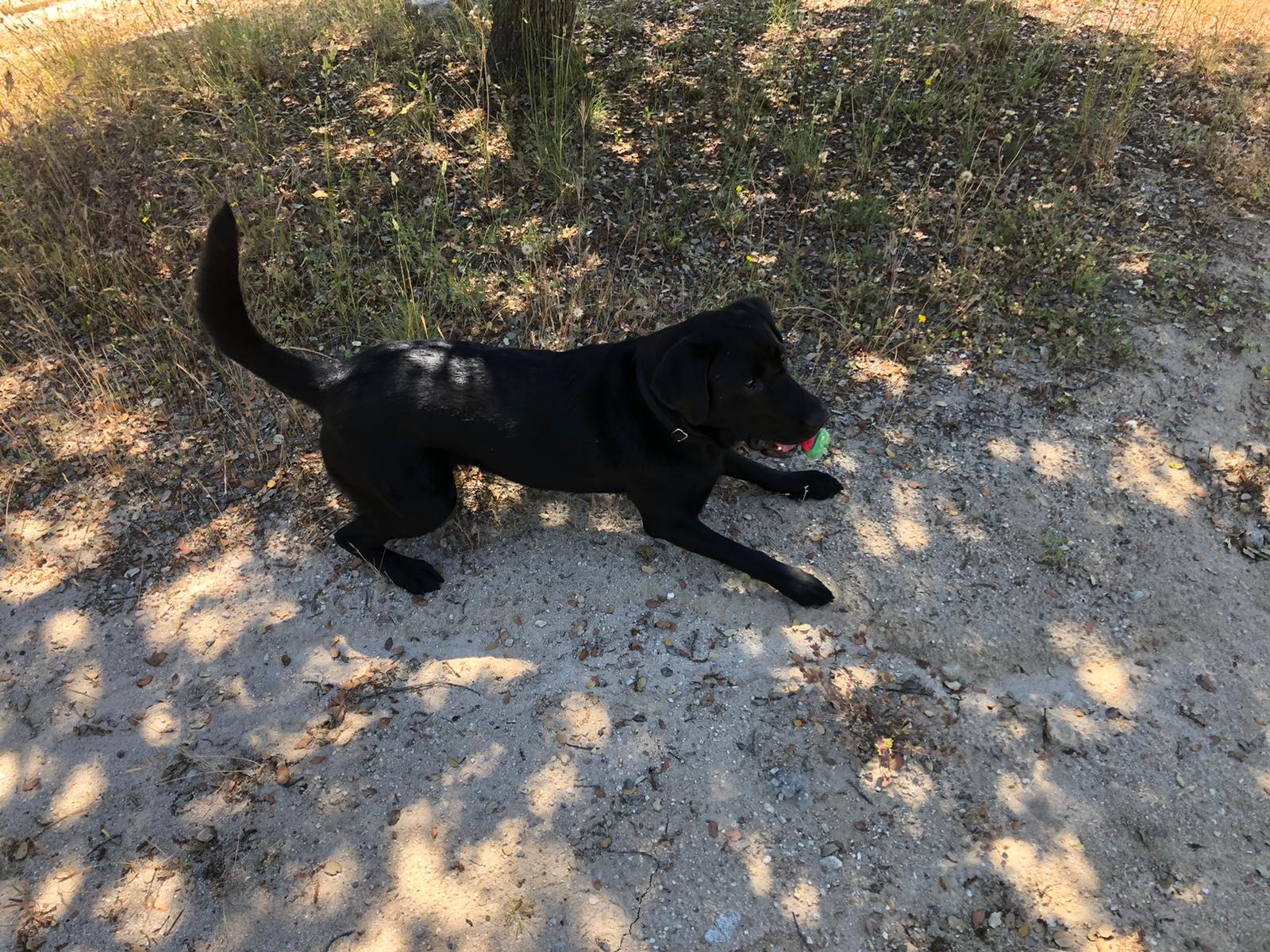 Goleta con jugete buscando donde hacer