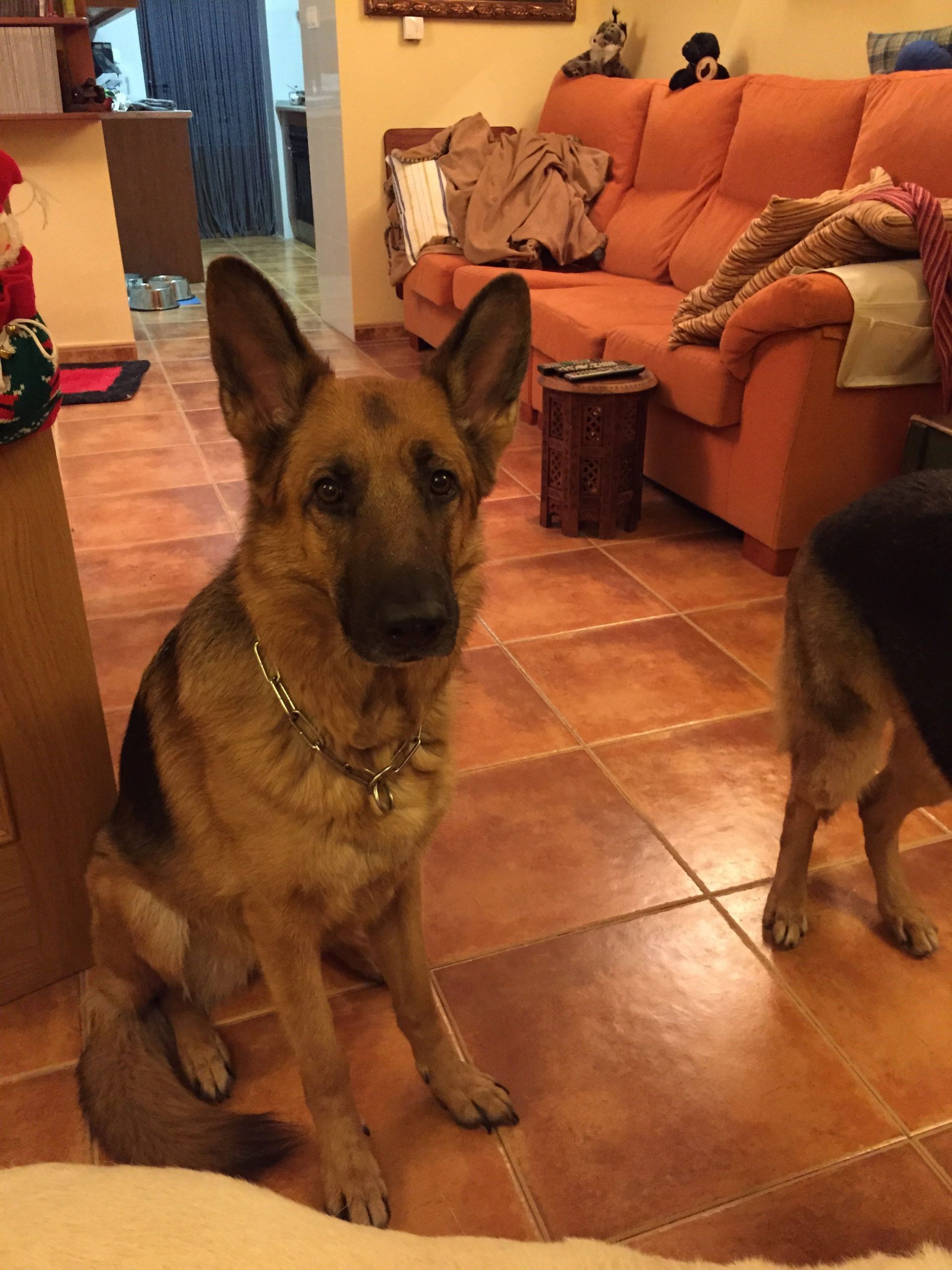 Nevi viendo a la cámara